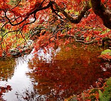 Fall Reflection by AnnDixon