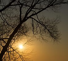The Rising Sun and the Tree by Georgia Mizuleva