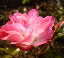 Scent of a rose by allpraisetoGod