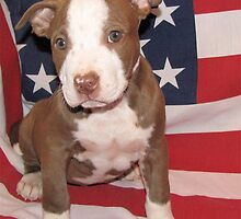 Danni's Pit Bull Puppy Fix Calendar by Ginny York