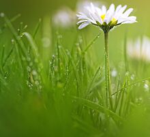 Just soak in the grass.... by Bob Daalder