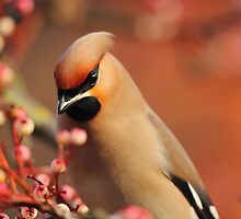 Winter's Beauty by CBoyle
