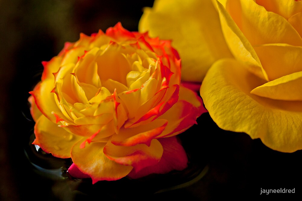 "RedTipped Yellow Rose" by jayneeldred Redbubble