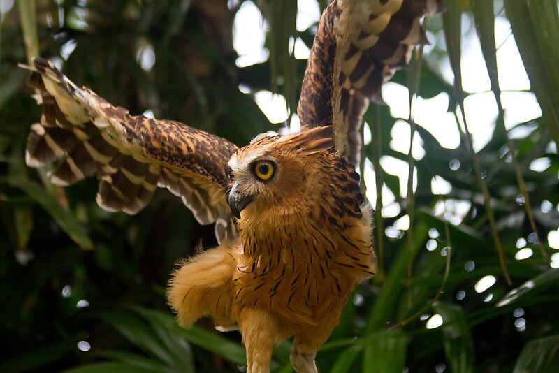 "Owl Dance" Posters by byronbackyard Redbubble