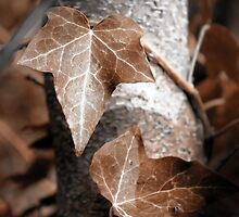 Forever Entwined by Ellen Cotton
