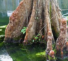 Bald Cypress in Water by Diane Macdonald