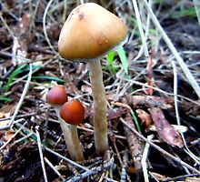 Phallic Shroom by Randle