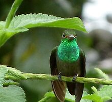 Decked Out in Green by Polly Peacock