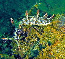 BORNELLA FOR CHRISTMAS by NICK COBURN PHILLIPS