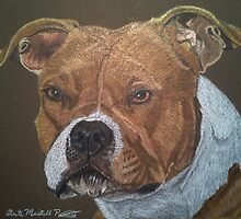 American Pit Bull Terrier by Anita Meistrell Putman