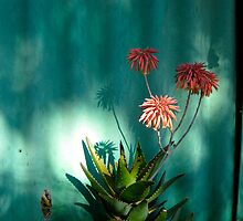 aloe by Evelyn Bach