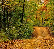 Opossum Creek Road by NatureGreeting Cards ©ccwri