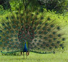 Peacock in jungle by Mudith Jayasekara