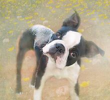 Dazed and Bewildered "Greeting Card" by Susan Werby