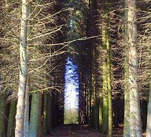 The Dense Wood by Tom Gomez