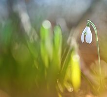 Lonely snowdrop... by Bob Daalder