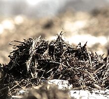 Poo Pile by Brian Berger