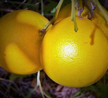 Upcoming harvest by ♥⊱ B. Randi Bailey