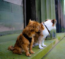 Goochey and Lobito ....on steps og Oratory by Debra Kurs