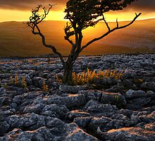 Lone Tree by Mark Sykes
