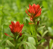 Indian Paintbrushes - Colorado means Colorful by aborrowedlook
