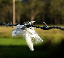 Feather On Barb by Mark Batten-O'Donohoe
