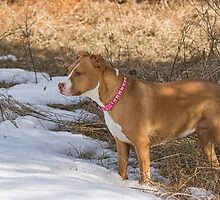 Shelby Poses For The Camera by Thomas Young