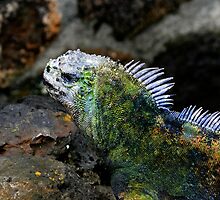 Marine Iguana In The Galapagos Islands Of Ecuador by Al Bourassa