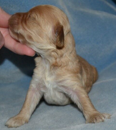 puppies for sale in wi quot wisconsin cockapoo puppies for sale quot by cockapoopuppies redbubble puppies for sale in wi quot wisconsin cockapoo puppies for sale quot by cockapoopuppies redbubble