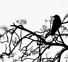 Crow by Jasna