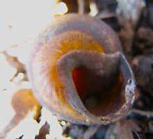 At a snail's pace by MarianBendeth