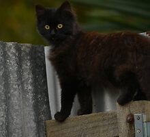 Phantom the little stray cat happy new life by Jemma Richards