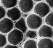 Luminescent Eggs (3of3) by Symbiosis - Justin Brosey