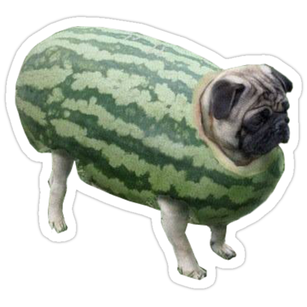 watermelon pug quot watermelon pug quot stickers by rad merch redbubble watermelon pug quot watermelon pug quot stickers by rad merch redbubble