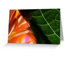 Macro Photo Colorful Flower Orange
