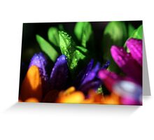 Macro Photo Collage of Colorful Flowers