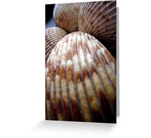 Macro Photo Sea Shell