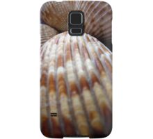 Macro Photo Sea Shell