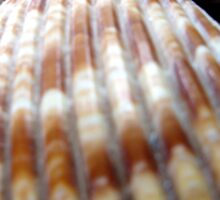 Macro Photo Sea Shell