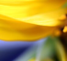 Macro Photo Yellow Sunflower
