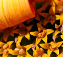 Orange Flower Macro Photo