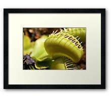 Venus Fly Trap