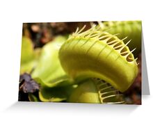 Venus Fly Trap