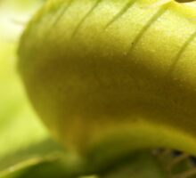Venus Fly Trap