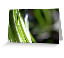 Macro Photo Green Grass