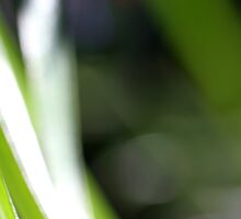 Macro Photo Green Grass