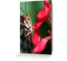 Macro Photo Passion Butterfly