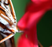Macro Photo Passion Butterfly
