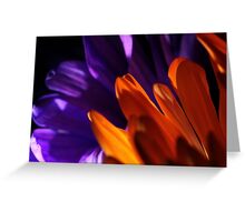 Macro Photo of Colorful Flowers