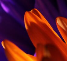 Macro Photo of Colorful Flowers